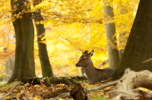 Female red deer sitting on a wood ground in autumn