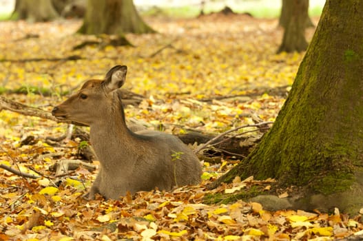 Female red deer sitting on a wood ground in autumn
