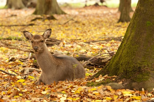 Female red deer sitting on a wood ground in autumn