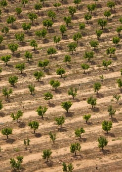 Rows of trees of a plantation