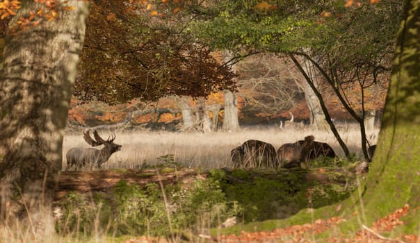Male and females fallow deer under trees in autumn