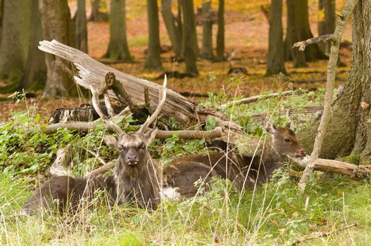 Male and Female red deer sitting on a wood ground in autumn
