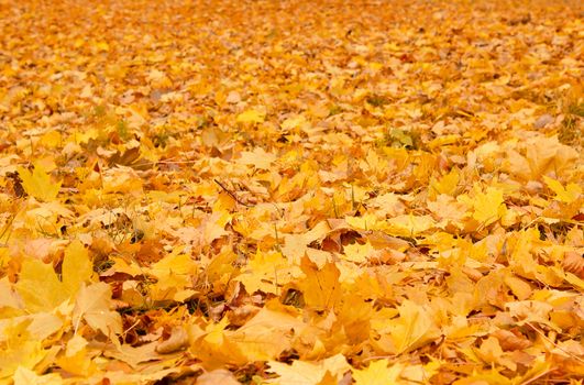 Fall orange autumn leaves on ground background