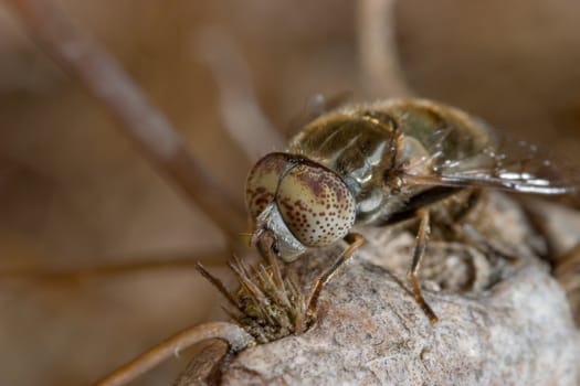 A horsefly ( haematopota pluvialis ) at the point of undertaking the flight .