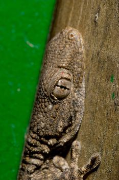 Hidden lizard ( Tarentola mauritanica )waiting  of hunting other insects