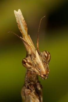 An insect of the family of the mantis, concretely an Empusa pennata