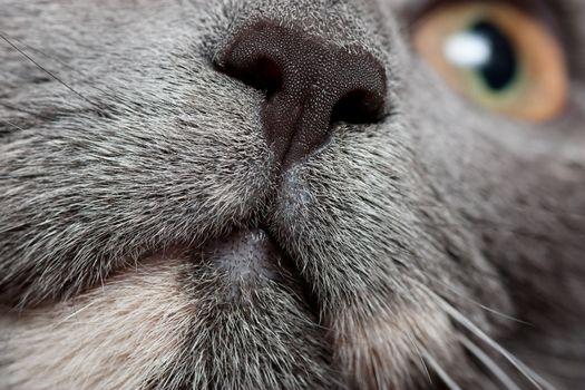 Closeup view of cats nose