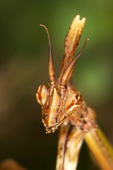 An insect of the family of the mantis, concretely an Empusa pennata