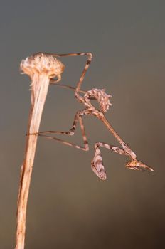 An insect of the family of the mantis, concretely an Empusa pennata