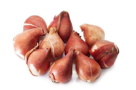 A group of tulip bulbs isolated over white