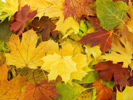 the  beautifu autumn leaves season  background