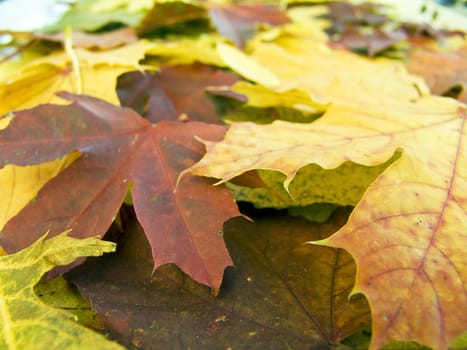 the  beautifu autumn leaves season  background