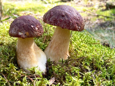 The fantastic, wonderful two ceps in the sunny wood