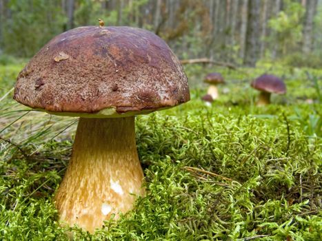 The big, huge ceps in the wood