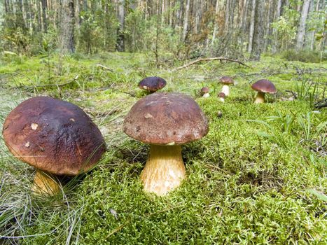 The fantastic mushroom glade in wood