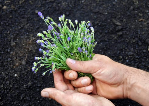 lavender bouquet in male hands over black soil