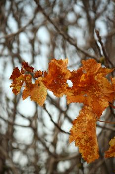 red yellow autumn leaves as background