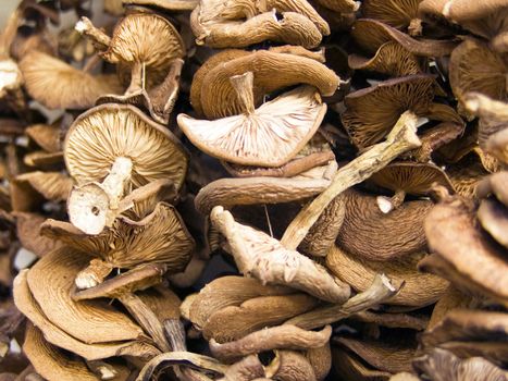 The beautiful dry honey agarics on a counter