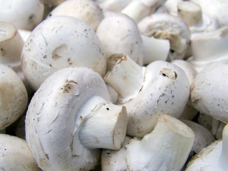 A pile of beautiful champignons on a counter