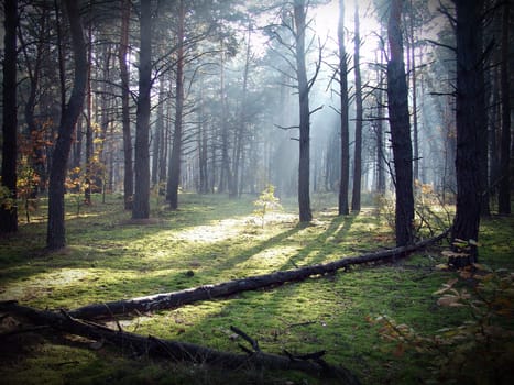 Wood in the beautiful morning sunbeam                        