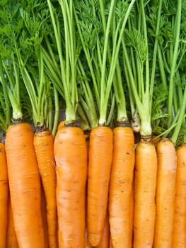 A pile of beautiful carrots on a counter