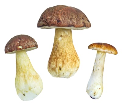 Ceps isolated on the white background