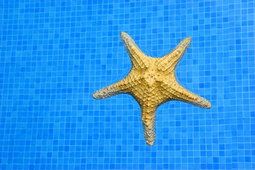 Starfish floating in bright blue pool water