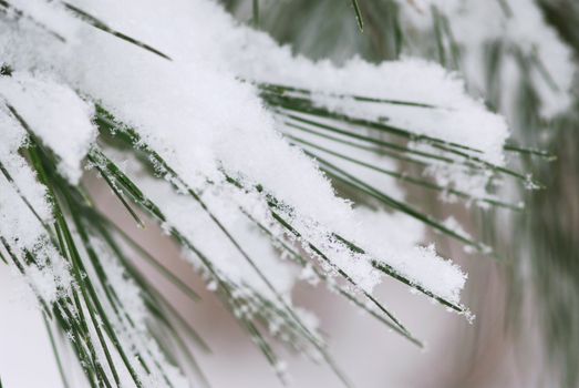 Pine needles covered with fluffy snow, macro with snowflakes visible