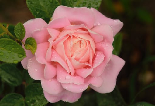 Close up photo of a 'Abraham Darby' cultivar rose in a dew