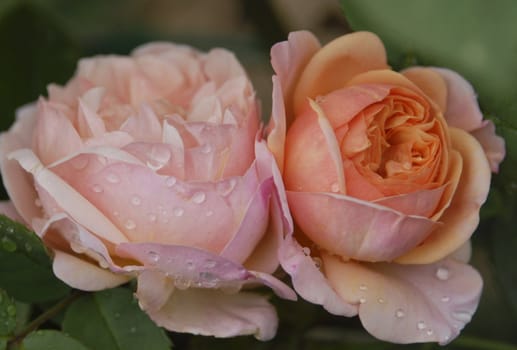 Two flowers of Charles Austin pink-orange rose in a dew