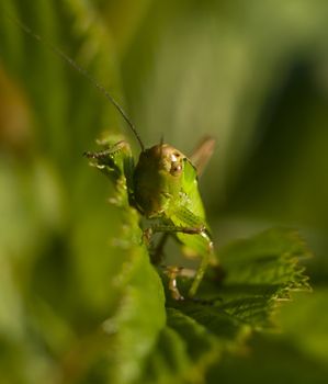 Close-up photo of Tettigonia viridissima (Green Grasshoper)