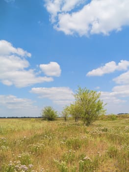 Group of trees in arid steppe on a background of sky with clouds