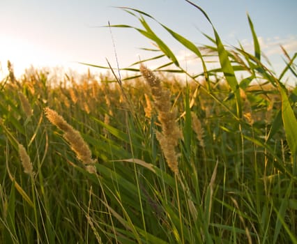 green grass illuminated by sunlight close-up