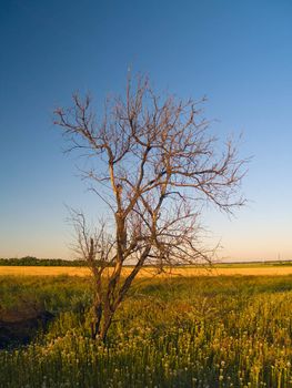 conceptual alone dry tree in a field