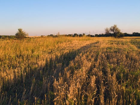 View of cereal cultivated field in autumn