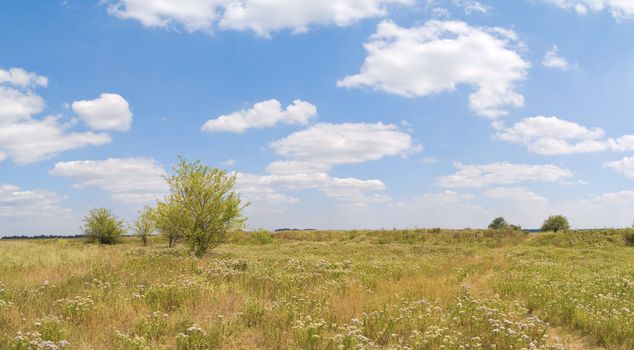 This image with lonely tree in steppe stitched from 4 shots.