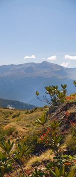 Rhododendrons in Western Caucasus mountains. Background blurred, focus on central plant.