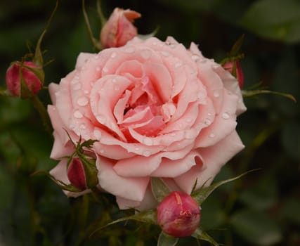 'Poesie' rose flower with rosebuds in a dew