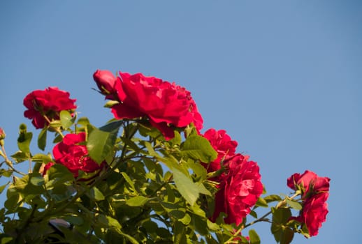 Bouquet of red garden roses on sky background. Illuminated by sun. Focus on right flowers