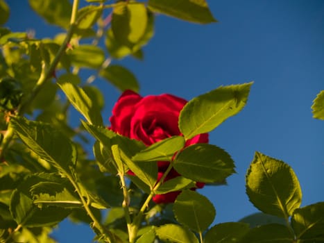 Natural frame made of red garden rose flower and leaves. Focus on nearest leaves. Flower blurred.