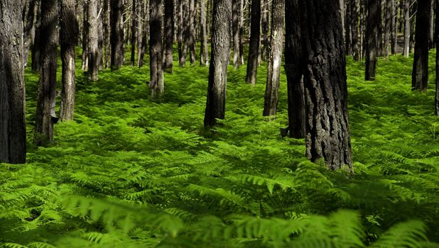 Panoramic picture of a beautiful green forest