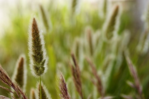 Close up Picture of wild trip vegetation