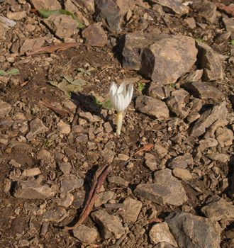 Close-up photo of crocus flover shine through hard rocky ground