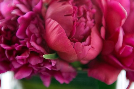 Pink flowers in a bouquet