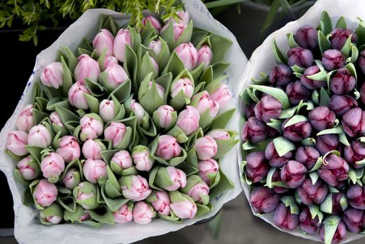 pink tulips in the bucket

