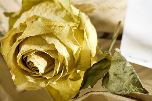 yellow dried rose