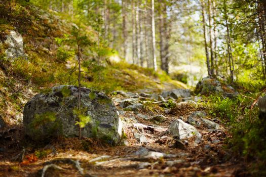 Path in the summer sun coniferous forest