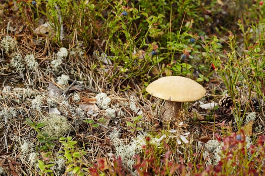 Boletus mushroom in its natural habitat - fall