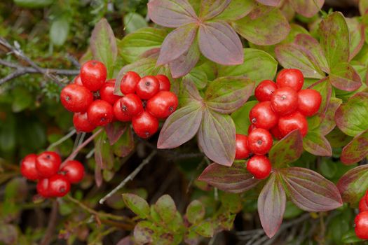 Wild inedible red berries in the woods