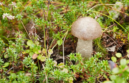 Among moss in a forest mushroom growing - boletus